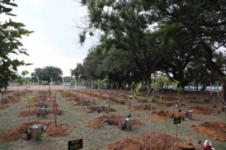 Tree Plantation world environment day (1)